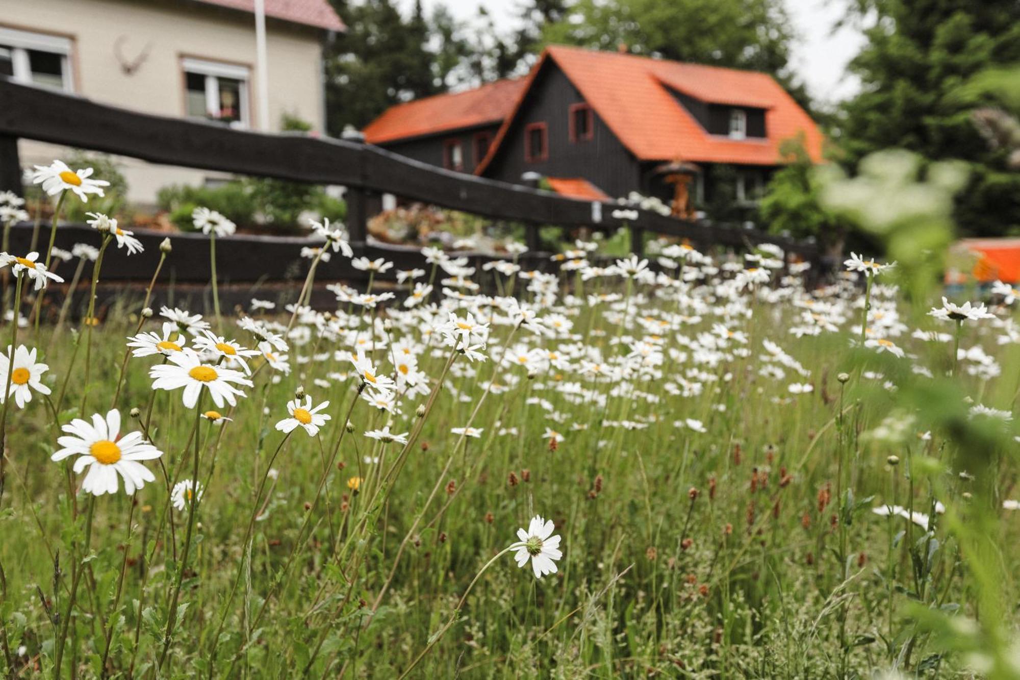 Terrassenhaus Im Harz, Pool, Sauna, Wlan ブラウンラーゲ エクステリア 写真